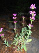 Summer '06 Sunriver 574 